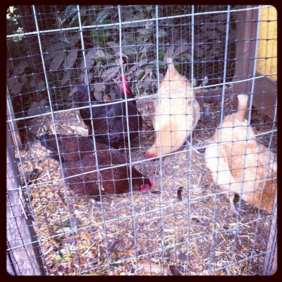Pearl, Gertie, Rosie, Honey & Ginger(not exactly sure which one isn't in the picture)