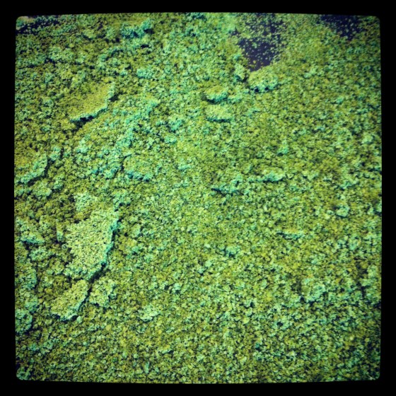 Basil Salt fresh out of the oven