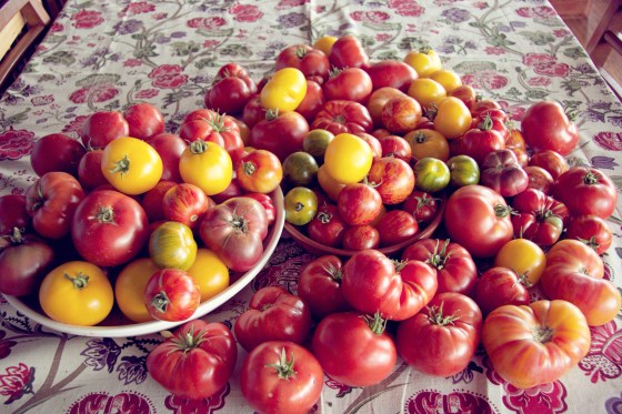 Vintage Tomatoes