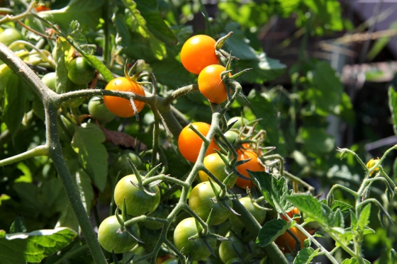 Sun Gold Tomatoes on the Vine